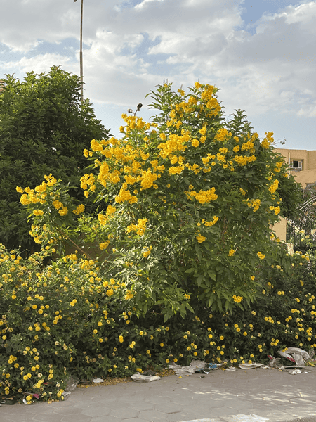 Found a nice mosque nearby