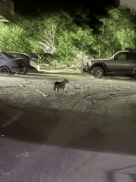 It looked greener in my eyes.